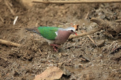 Emerald Dove