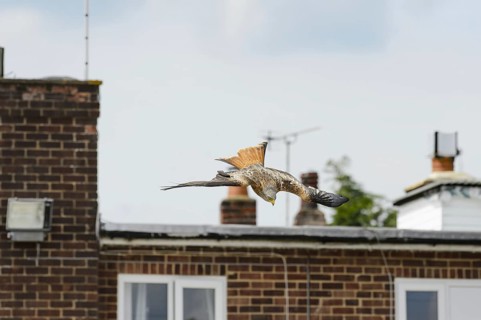 Red Kite