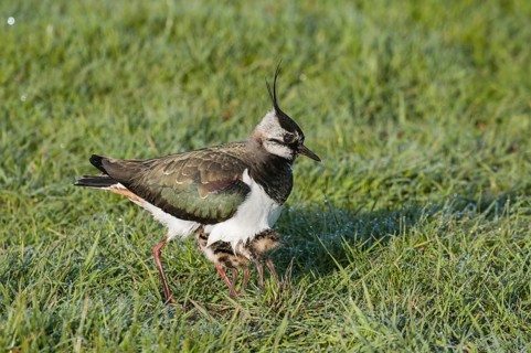 Northern Lapwing