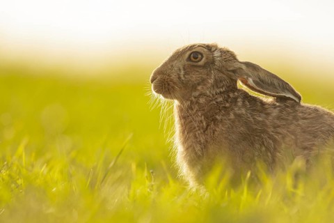 European Hare