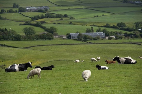 Domestic Sheep