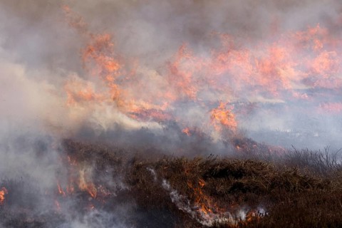 Heather burning on a Grouse Moor in the Yorkshire Dales