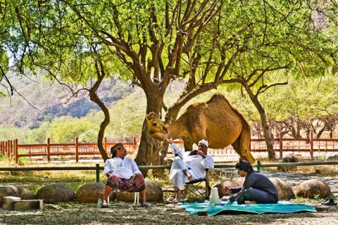 Picnic with camel visit in Wadi Darbat