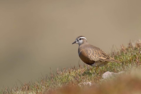 Adult male Dotterel