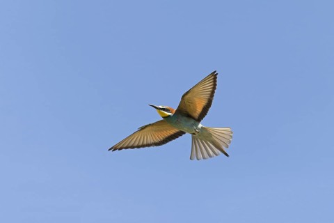 European Bee-eater