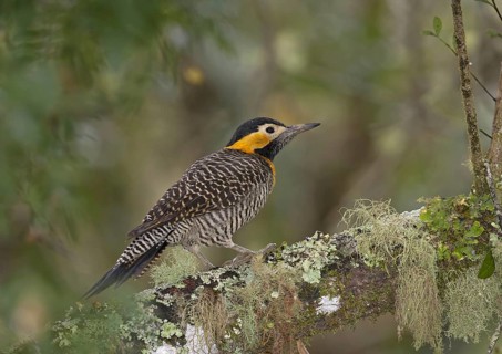 Campo Flicker