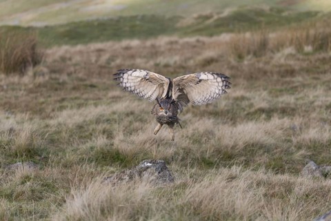 Eurasian Eagle Owl