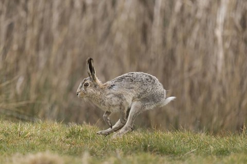 European Hare