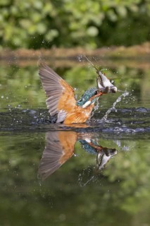 Common Kingfisher