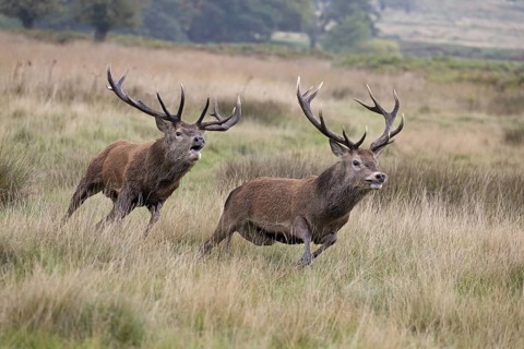 Red Deer