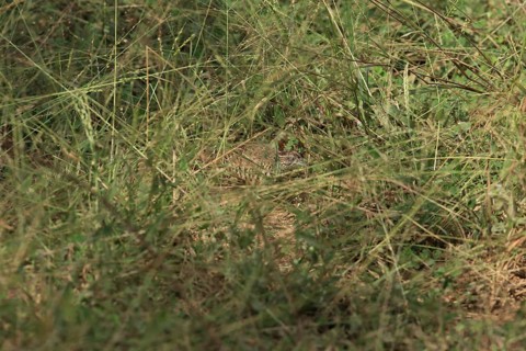 Barred Buttonquail