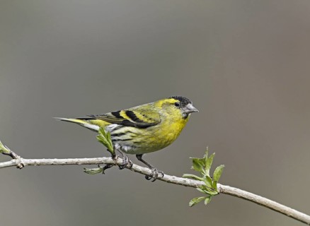 Eurasian Siskin