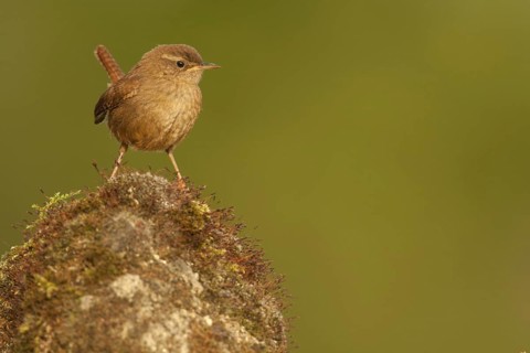 Eurasian Wren