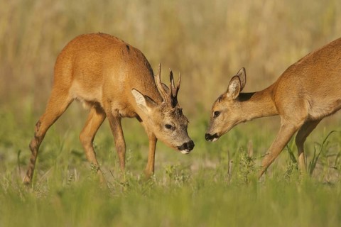 Western Roe Deer