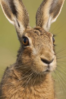 European Hare