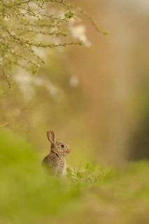 European Rabbit