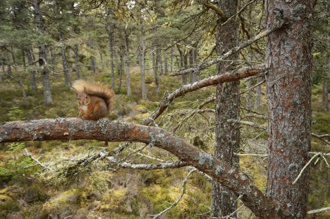 Eurasian Red Squirrel