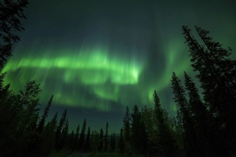 Aurora Borealis and stars over coniferous forest