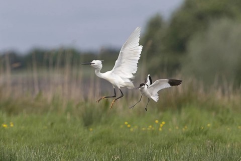 Eurasian Avocet