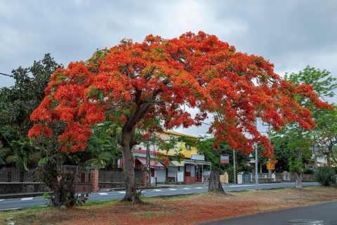 Royal poinciana
