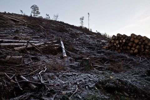 Deforested landscape covered with hoarfrost Grimminghausen