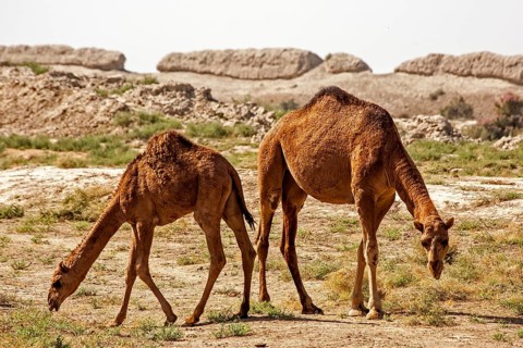 Dromedaries in front of ancient city wall