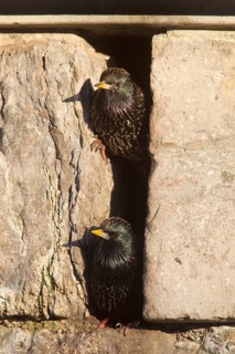 Pair of Common Starlings