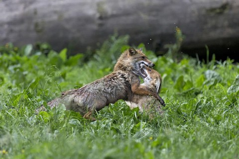 Red Fox