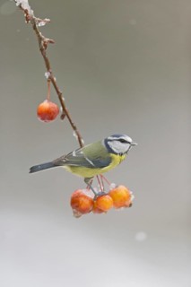 Blue Tit