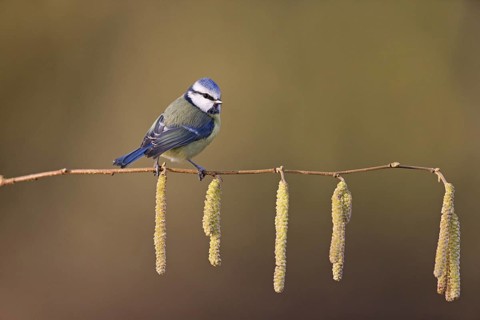 Blue Tit