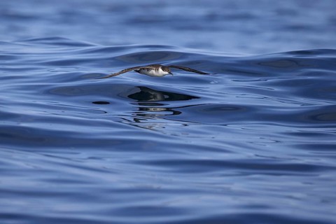 Great Shearwater