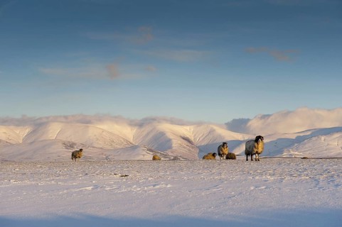 Domestic Sheep