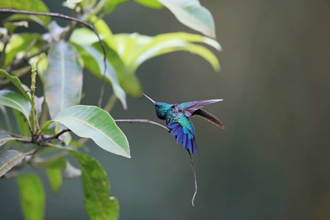Blue-chinned Sapphire