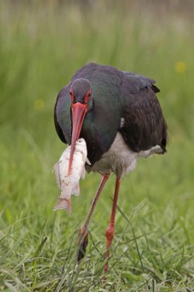 Black Stork