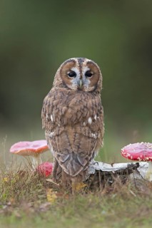 Tawny Owl
