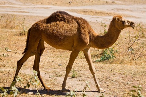 Camel in Wadi Darbat