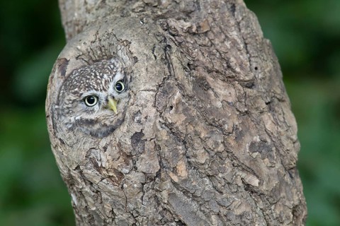 Adult Little Owl