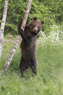European Brown Bear
