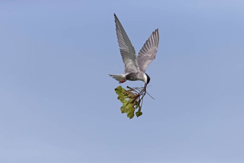 Whiskered Tern