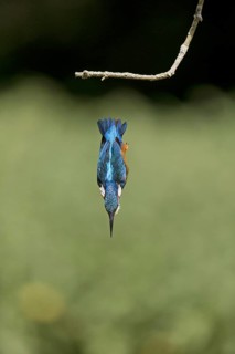 Common Kingfisher