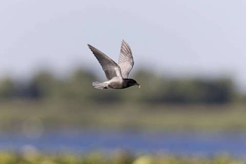 Black Tern
