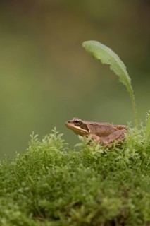 Common Frog