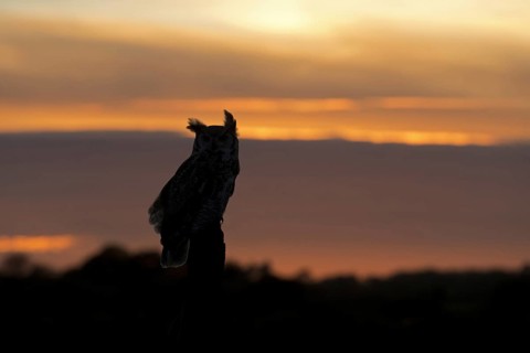 Great-Horned Owl