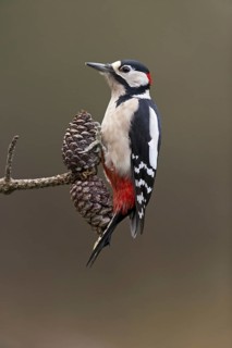 Great Spotted Woodpecker