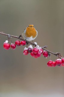 European Robin