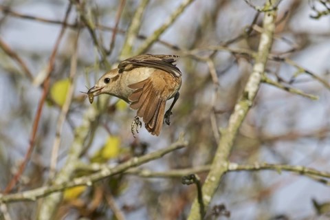 Isabelline Shrike