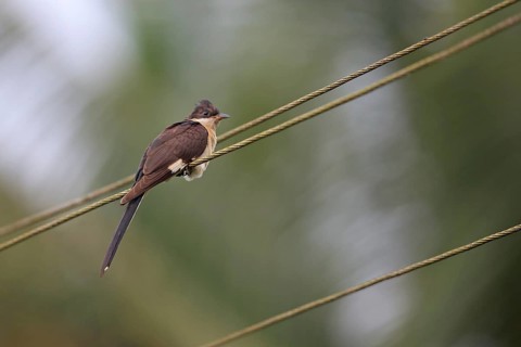 Jacobin Cuckoo