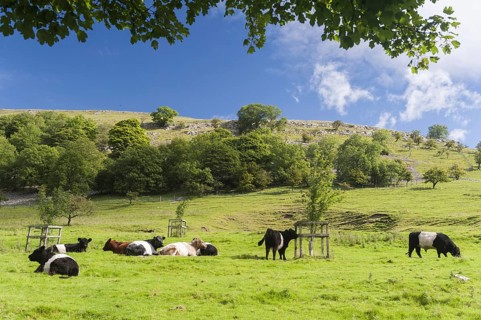 Domestic Cattle