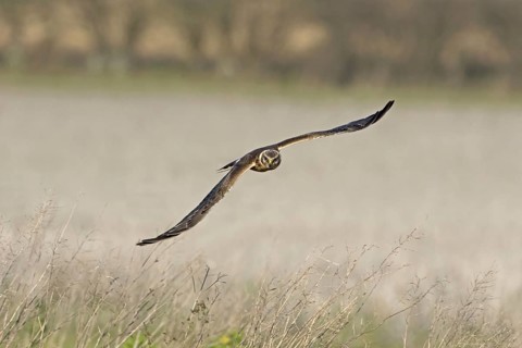 Pallid Harrier