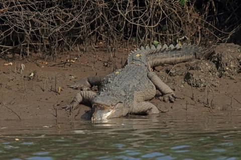 Mugger Crocodile